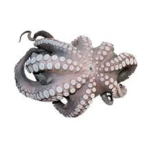 Baby Oktopus 20/40 mit Glasur